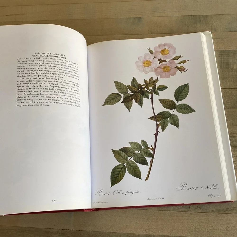 Redouté's Roses by P.J. Redouté - Picture 10 of 14